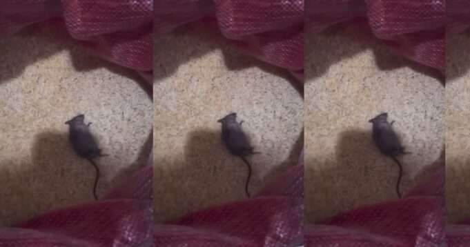 Lady in Shock After Finding D£ad Rat in Her Bag of Rice (WATCH)