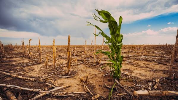 Suspects Destroys Hectare of Maize, Potato Farms in Plateau Community As Police Declares Manhunt