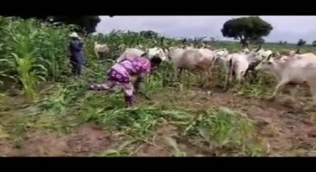 See What Fulani Herdsmen Did to Someone’s Farm (Video)