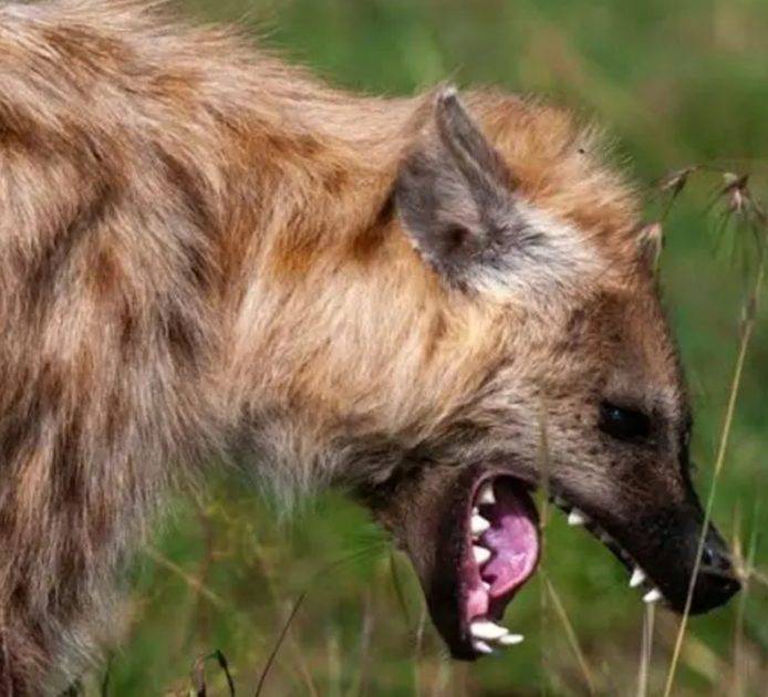 OMG! Tension As Hyena Escape Wildlife Park in Jos