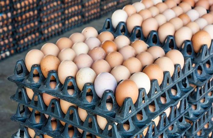 AHH!! “Eggs May Hit N10,000 Per Crate” – Poultry Farmers Raise Fresh Alarm