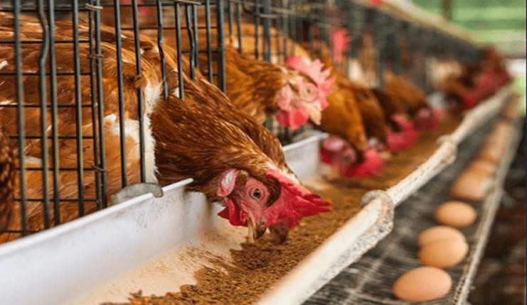 Unsold Stock: Poultry Farmers Lament Massive Loss